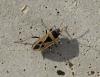Xanthochilus saturnius